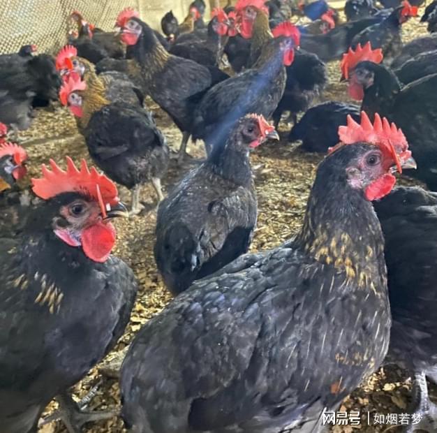 儿媳产后,亲家送来30只乌鸡,我私自给大儿媳27只,结果当晚出事了